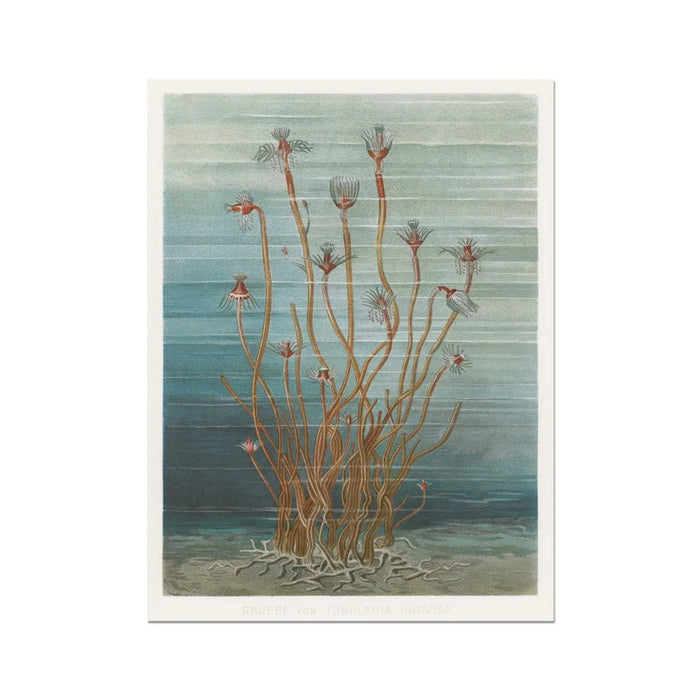 Vintage Marine Botanical - Unframed Print Wall Art 18.00 Beach House Art