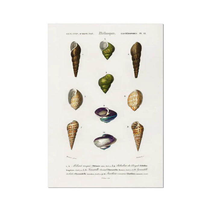 Vintage Molluscs Plate 12 | Vintage Shell Art Print - Unframed Wall Art