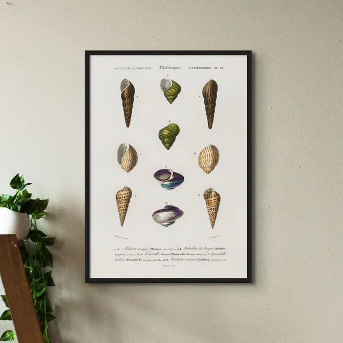 Vintage Molluscs Plate 12 | Vintage Shell Art Print - Unframed Wall Art