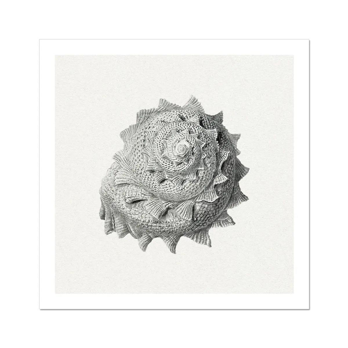 Vintage Star Shell Art Print | Shell Wall Art - Unframed Print