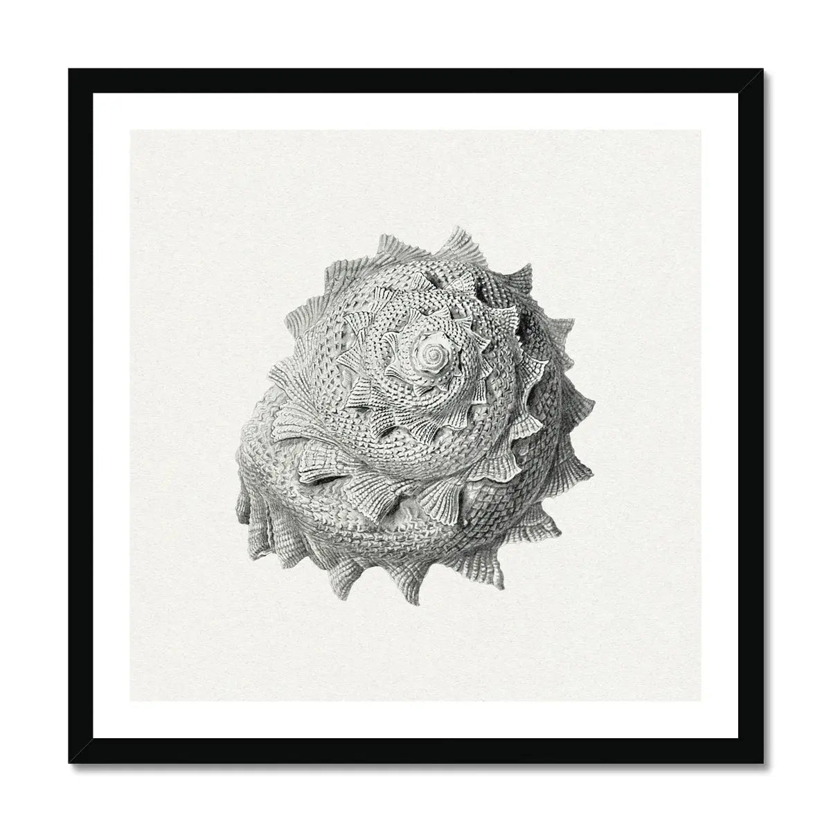 Vintage Star Shell Art Print | Shell Wall Print - Framed Print