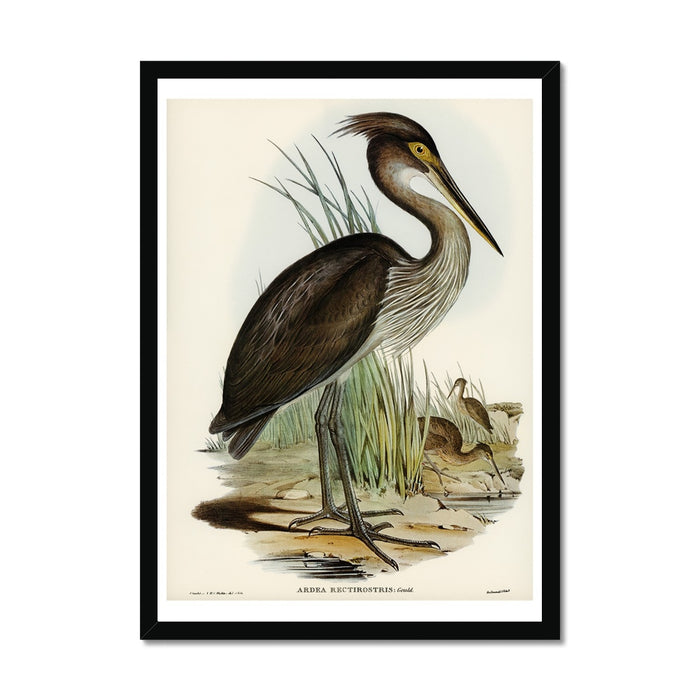 Heron (Great Billed) Vintage Bird Art Print - Framed