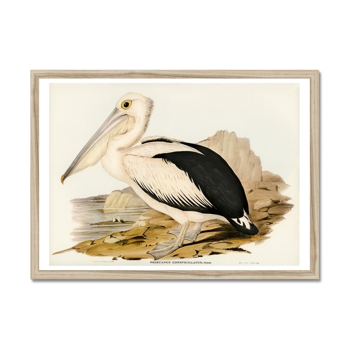 Pelican Painting | Vintage Bird Art Print - Framed