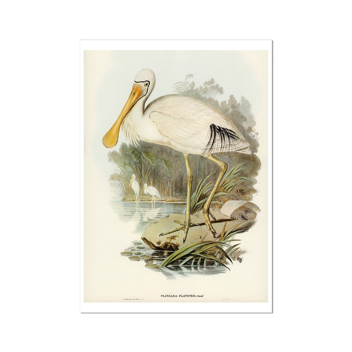 Spoonbill (Yellow Billed) Vintage Bird Art Print - Unframed