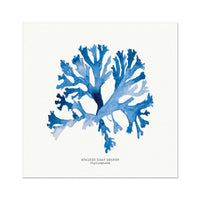 Seaweed Art | Stalked Leaf Bearer | Square - Unframed Beach House Art