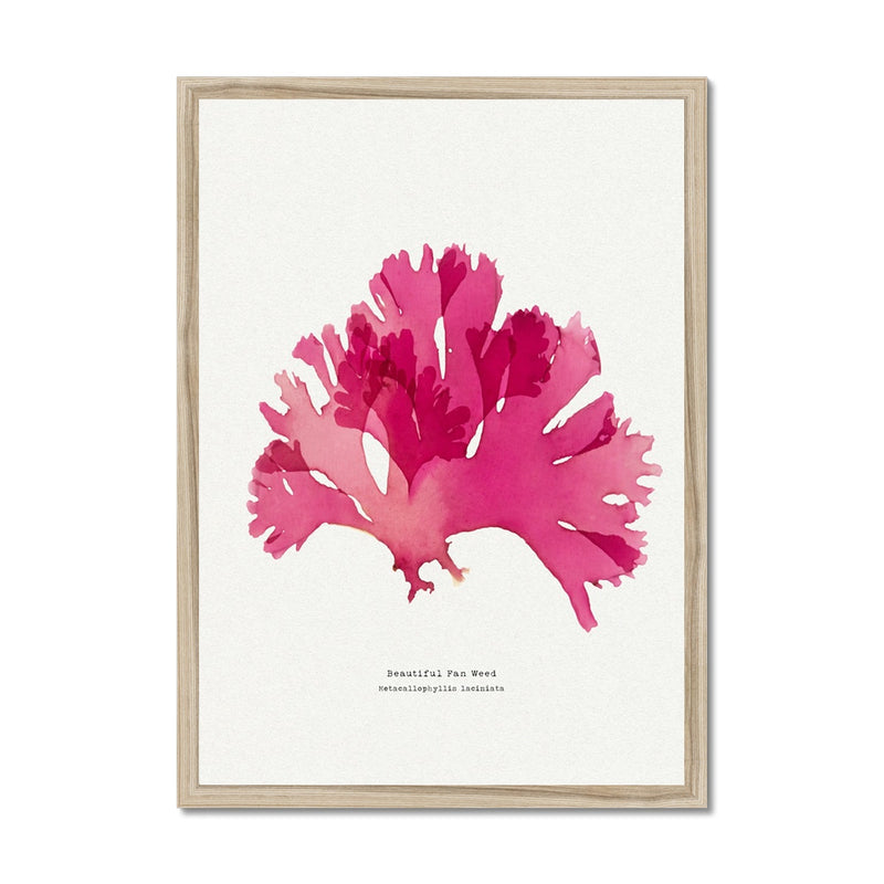 Seaweed Print Wall Art (Portrait) Beautiful Fan Weed No 2 - Framed Seaweed Pressing