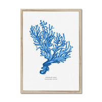 Coral Print | Marine Blue Coral Paintng No 5 - Framed