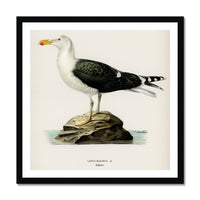 Seagull Painting | Vintage Bird Art Print - Framed