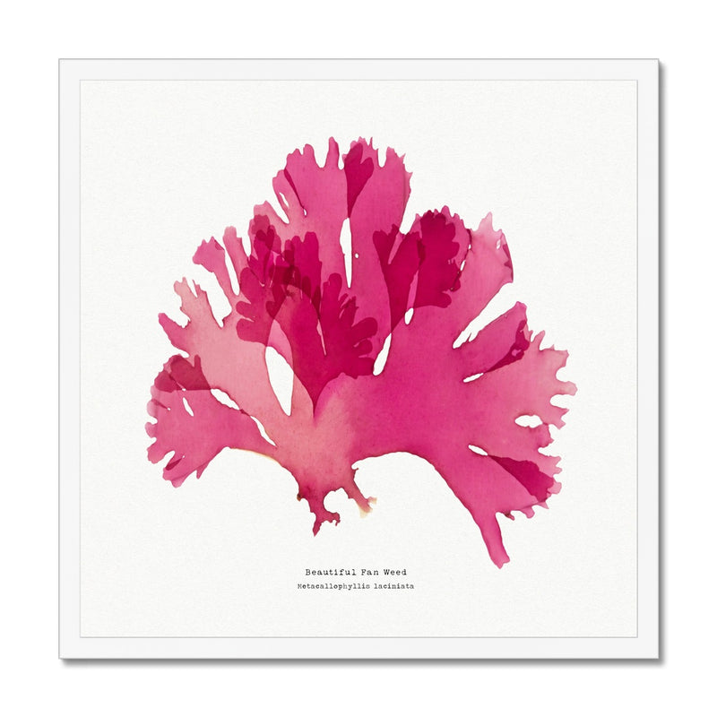 Beautiful Fan Weed No 2 Seaweed Print |Pressed Seaweed Art - Framed