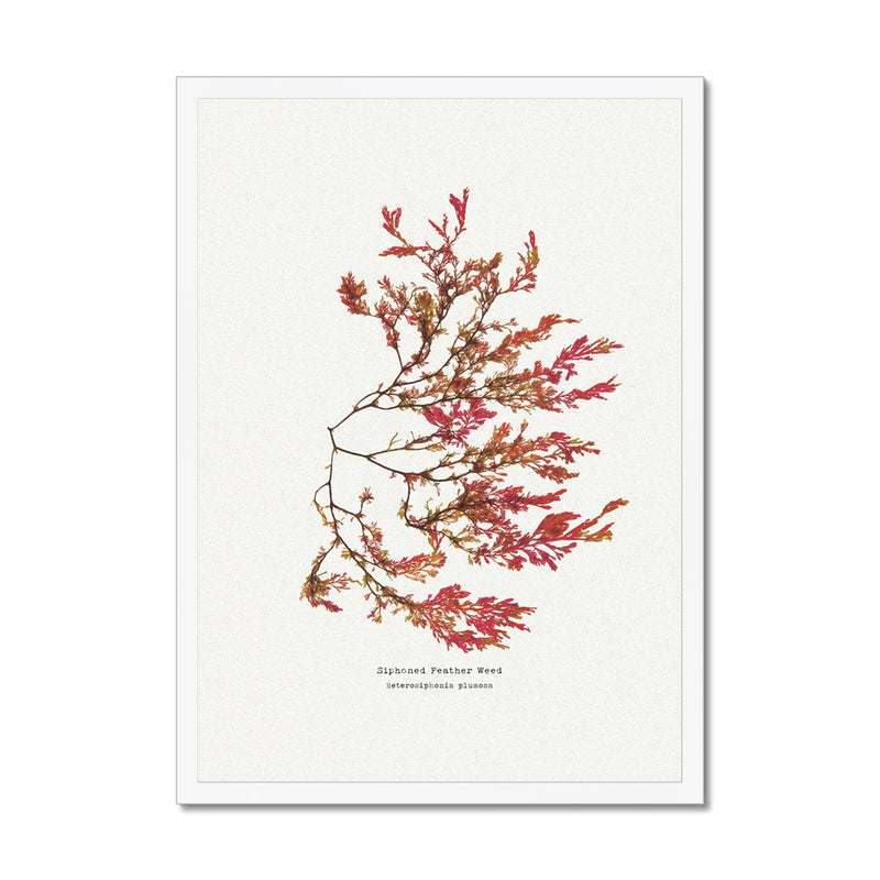 Siphoned Feather Weed No 1 Seaweed Print |Pressed Seaweed Art - Framed