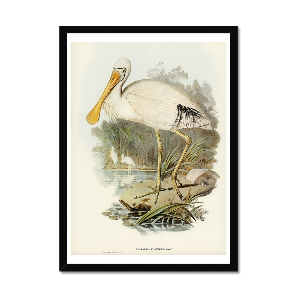 Spoonbill (Yellow Billed) Vintage Bird Art Print - Framed