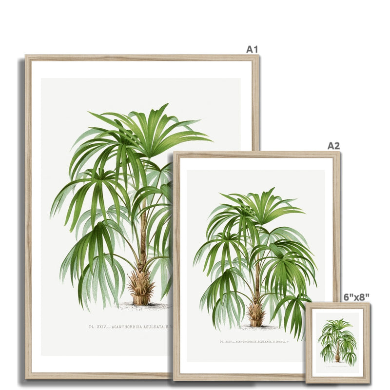 Macaw Palm Tree Print | Vintage Botanical Palm Art Print - Framed