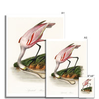 Spoonbill (Pink) Vintage Bird Art Print - Unframed