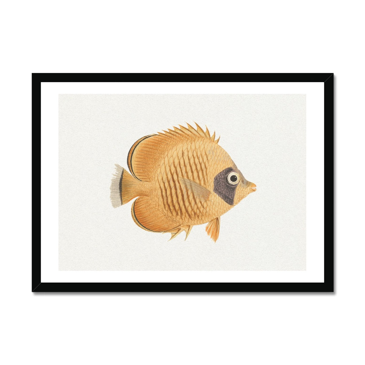 Vintage Fish Painting No. 2 | Fish Wall Art  - Framed