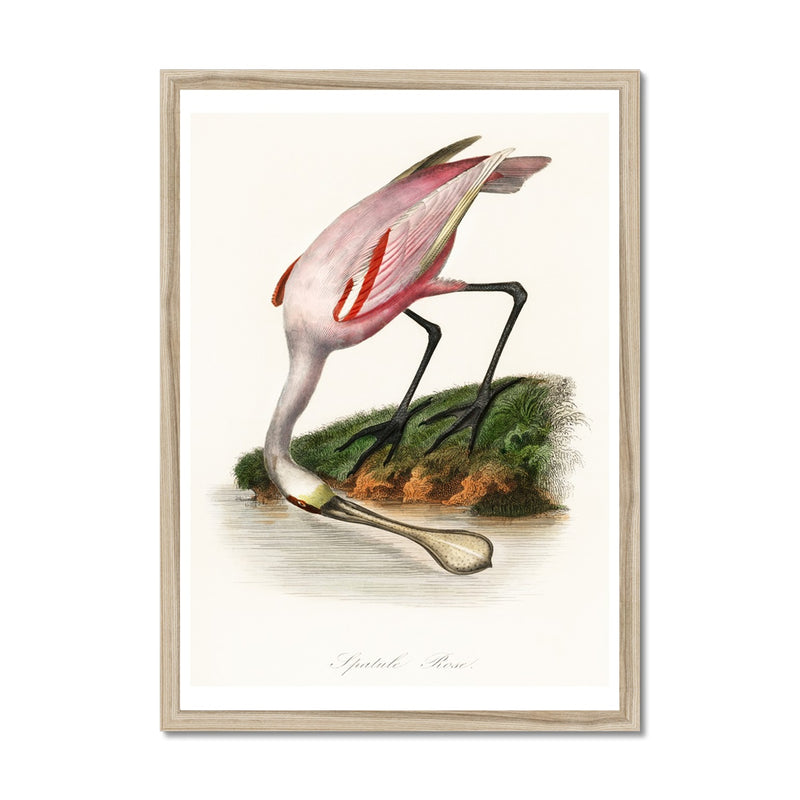 Spoonbill (Pink) Vintage Bird Art Print - Framed