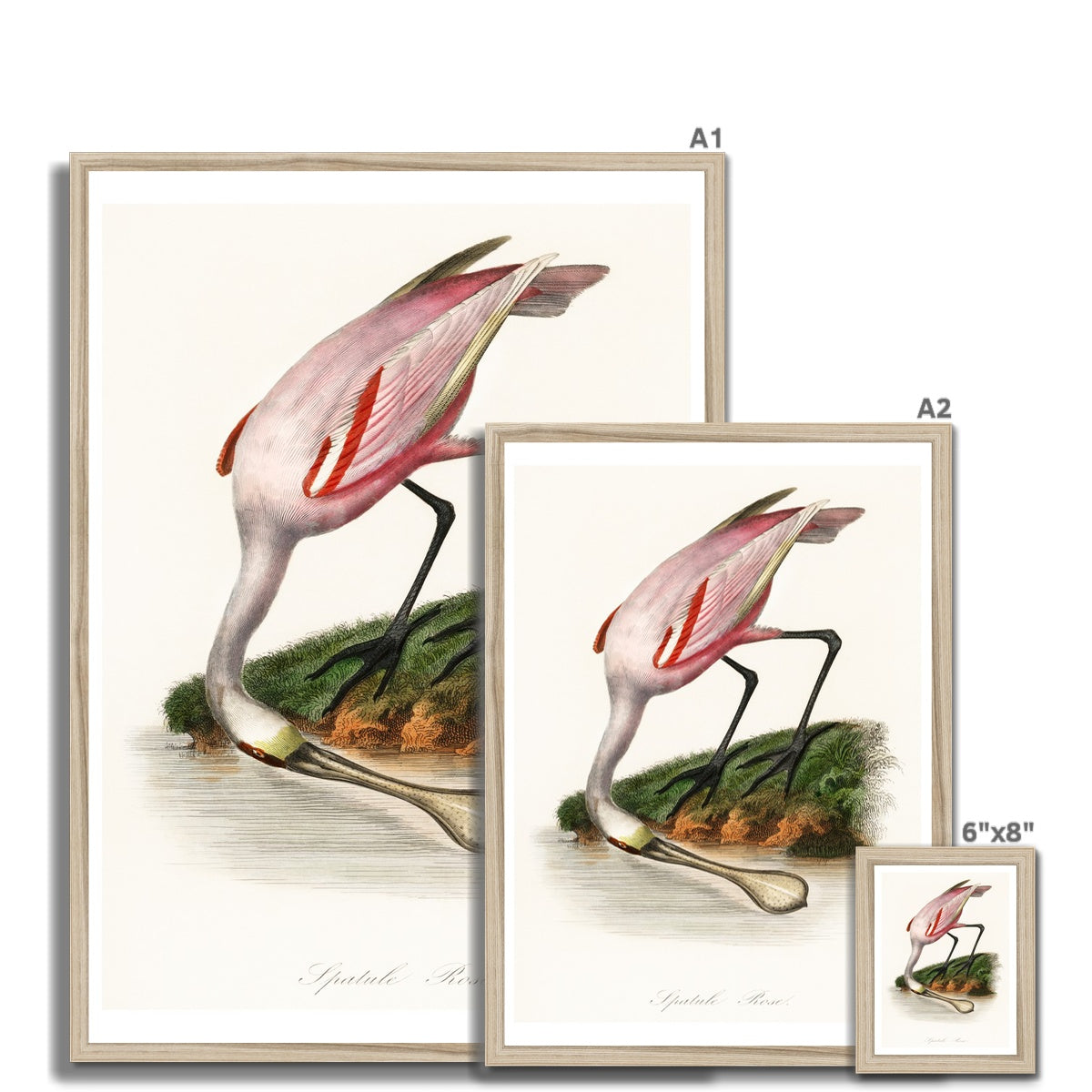 Spoonbill (Pink) Vintage Bird Art Print - Framed