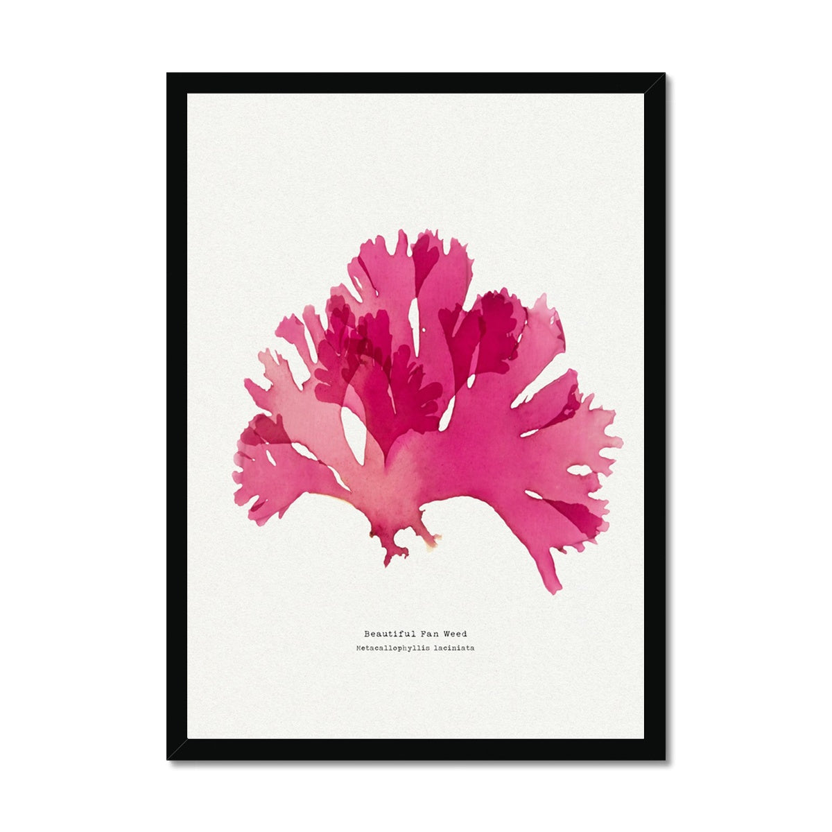 Seaweed Print Wall Art (Portrait) Beautiful Fan Weed No 2 - Framed Seaweed Pressing