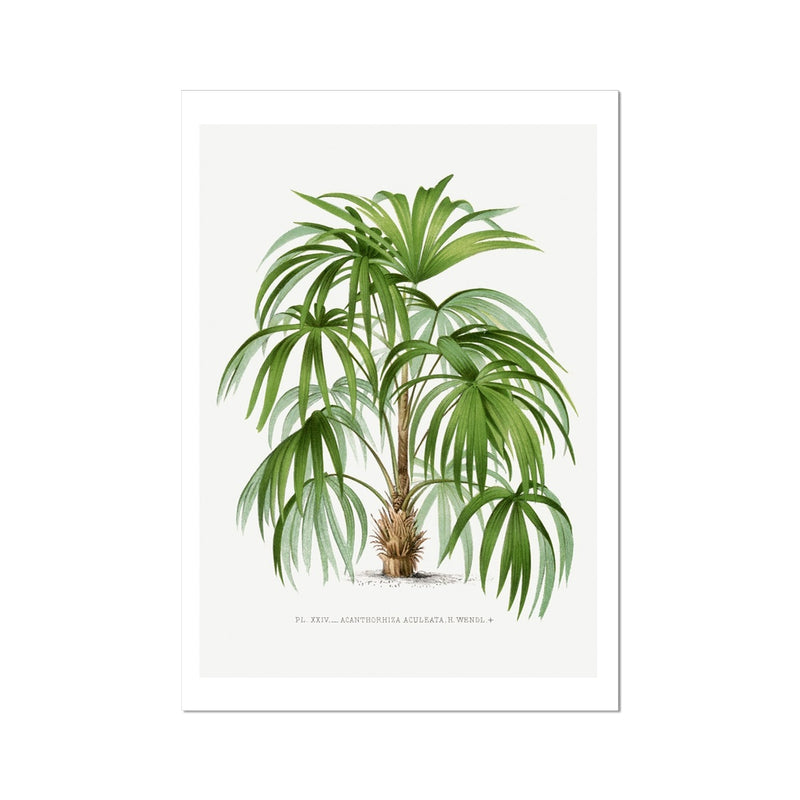 Macaw Palm Tree Print | Vintage Botanical  Art Print - Unframed