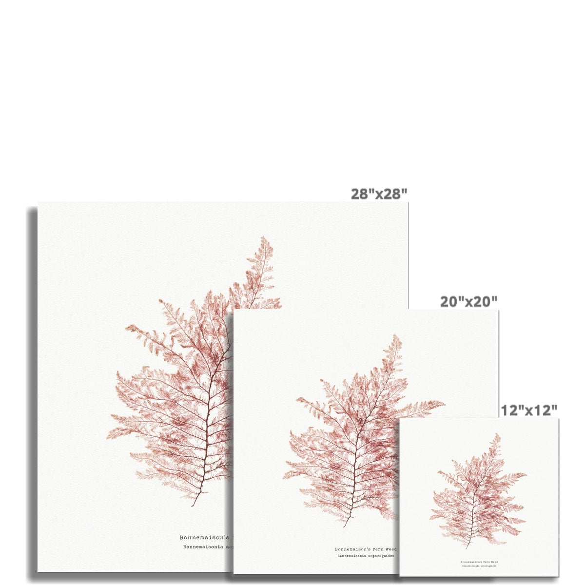 Square Seaweed Print Wall Art | Fern Weed No 1 - Unframed