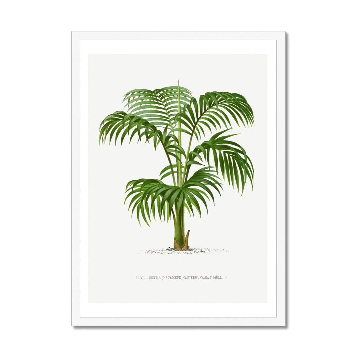 Kentia Palm Tree Print | Vintage Botanical Palm Art Print - Framed