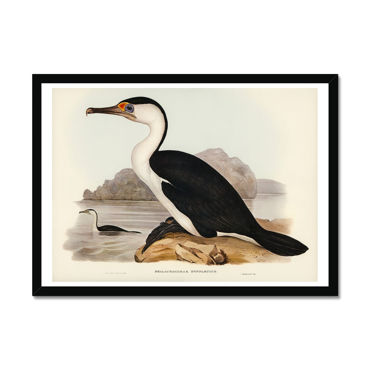 Cormorant Painting | Vintage Bird Art Print - Framed