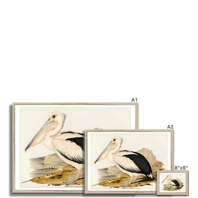 Pelican Painting | Vintage Bird Art Print - Framed