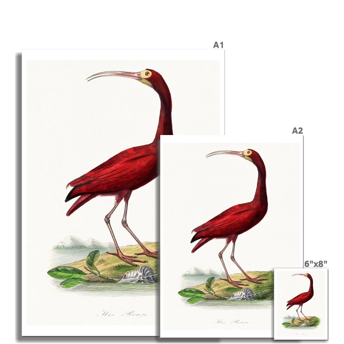 Red Ibis | Vintage Bird Art Print - Unframed