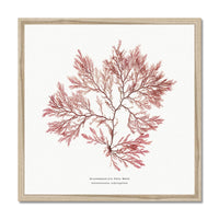 Square Seaweed Print | Pressed Seaweed Print Fern Weed No 2 - Framed