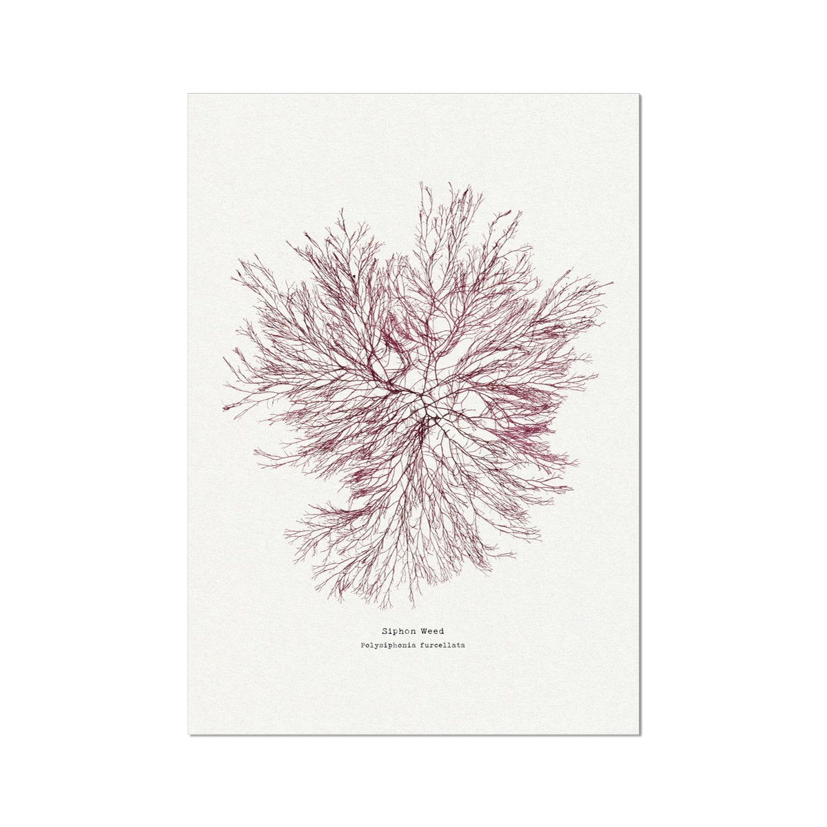 Seaweed Print Wall Art | Siphon Weed No 1 - Unframed Seaweed Pressing