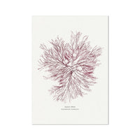 Seaweed Print Wall Art | Siphon Weed No 1 - Unframed Seaweed Pressing