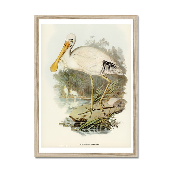 Spoonbill (Yellow Billed) Vintage Bird Art Print - Framed