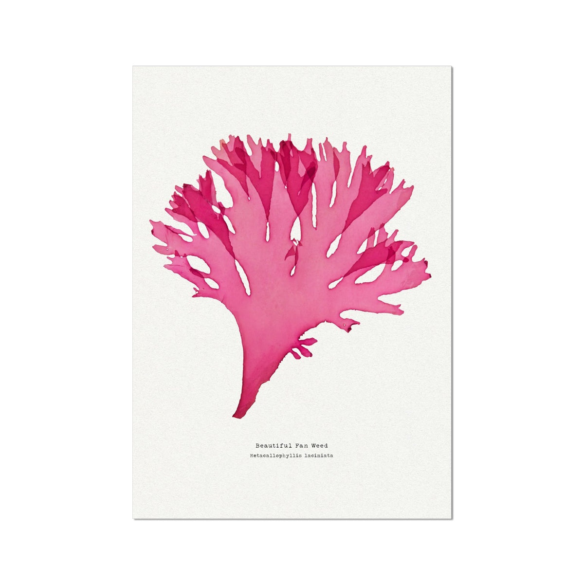 Beautiful Fan Weed No 3 Seaweed Print |Pressed Seaweed Art - Unframed