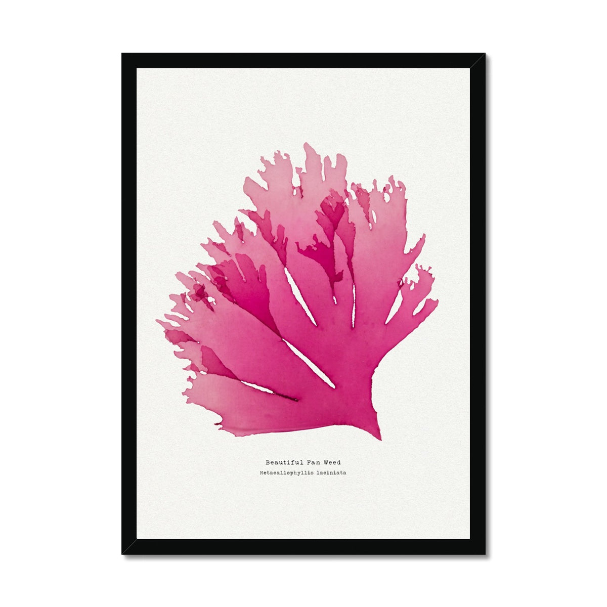 Seaweed Print Wall Art (Portrait) Beautiful Fan Weed No 1 - Framed Red Seaweed Print