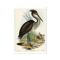 Great Billed Heron Vintage Bird Art Print - Unframed