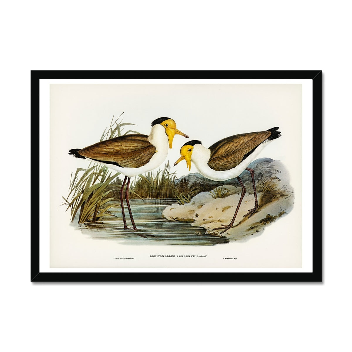 Lapwing Painting | Vintage Bird Art Print - Framed