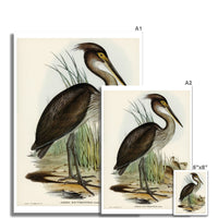 Great Billed Heron Vintage Bird Art Print - Unframed