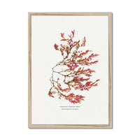 Siphoned Feather Weed No 1 Seaweed Print |Pressed Seaweed Art - Framed