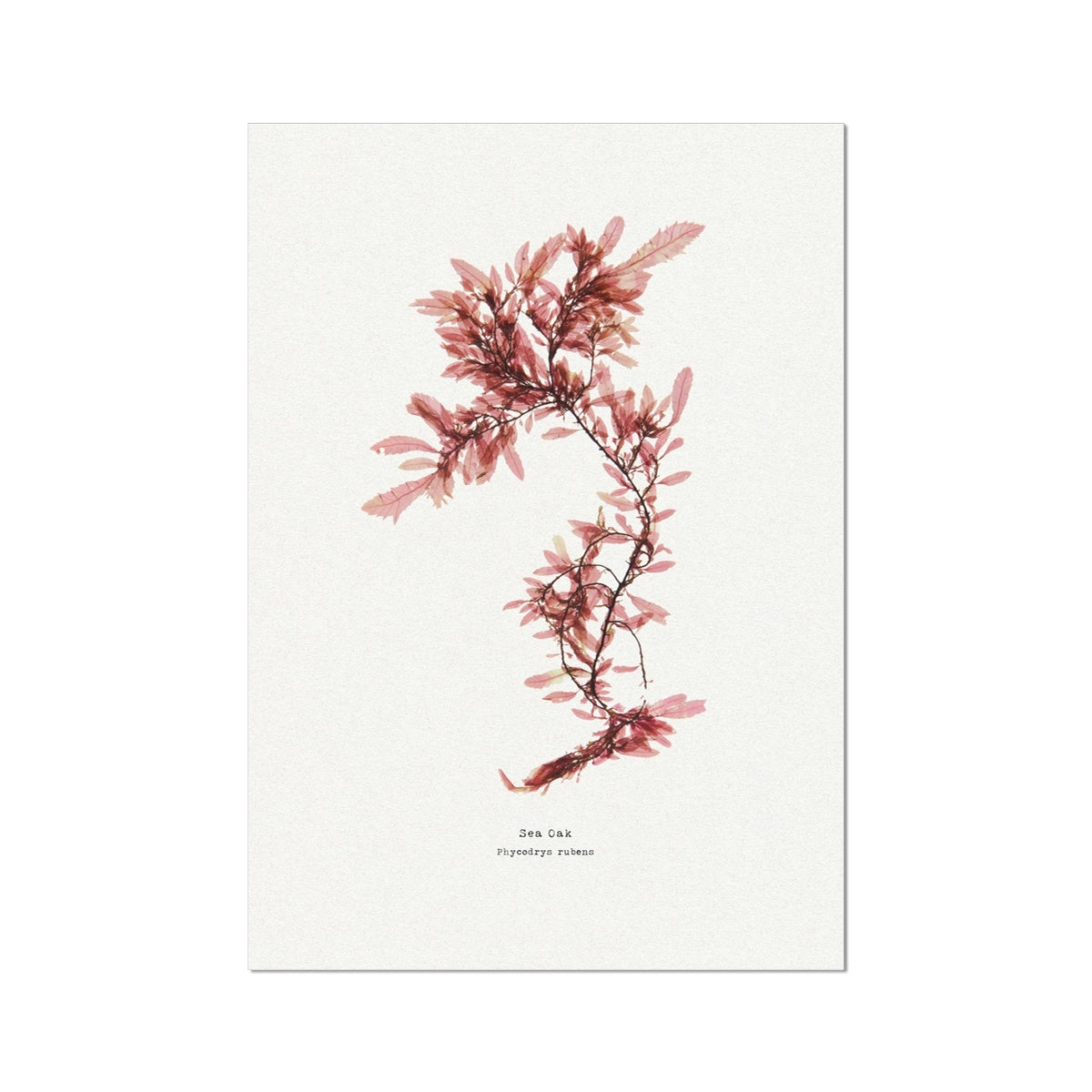 Seaweed Print Wall Art | Sea Oak No 2 - Unframed Seaweed Pressing