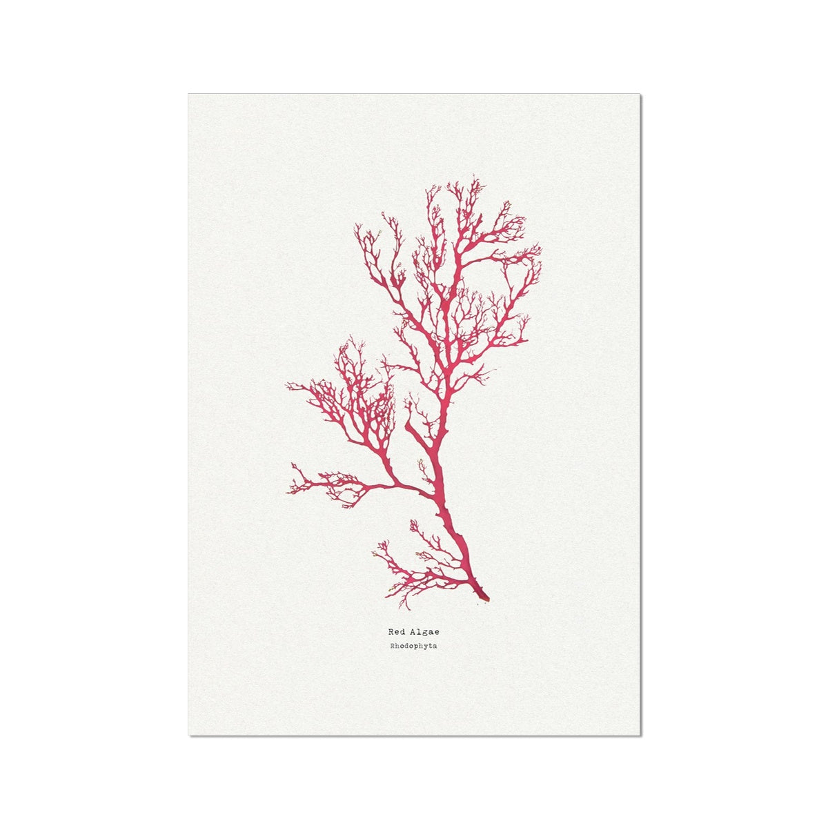 Seaweed Print Wall Art | Red Algae No 1 - Unframed Seaweed Pressing