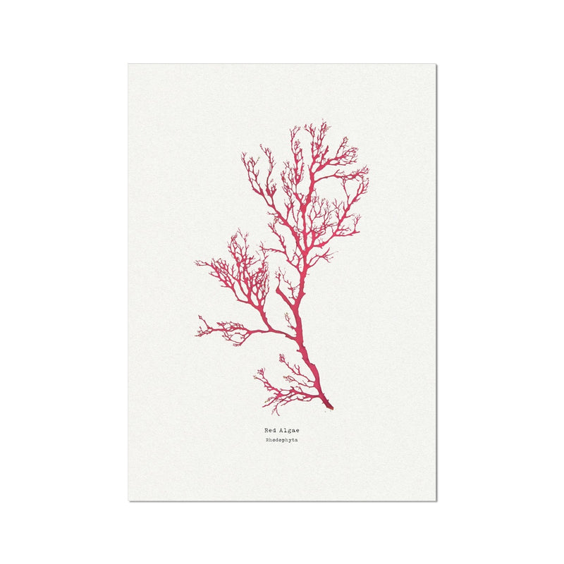 Seaweed Print Wall Art | Red Algae No 1 - Unframed Seaweed Pressing