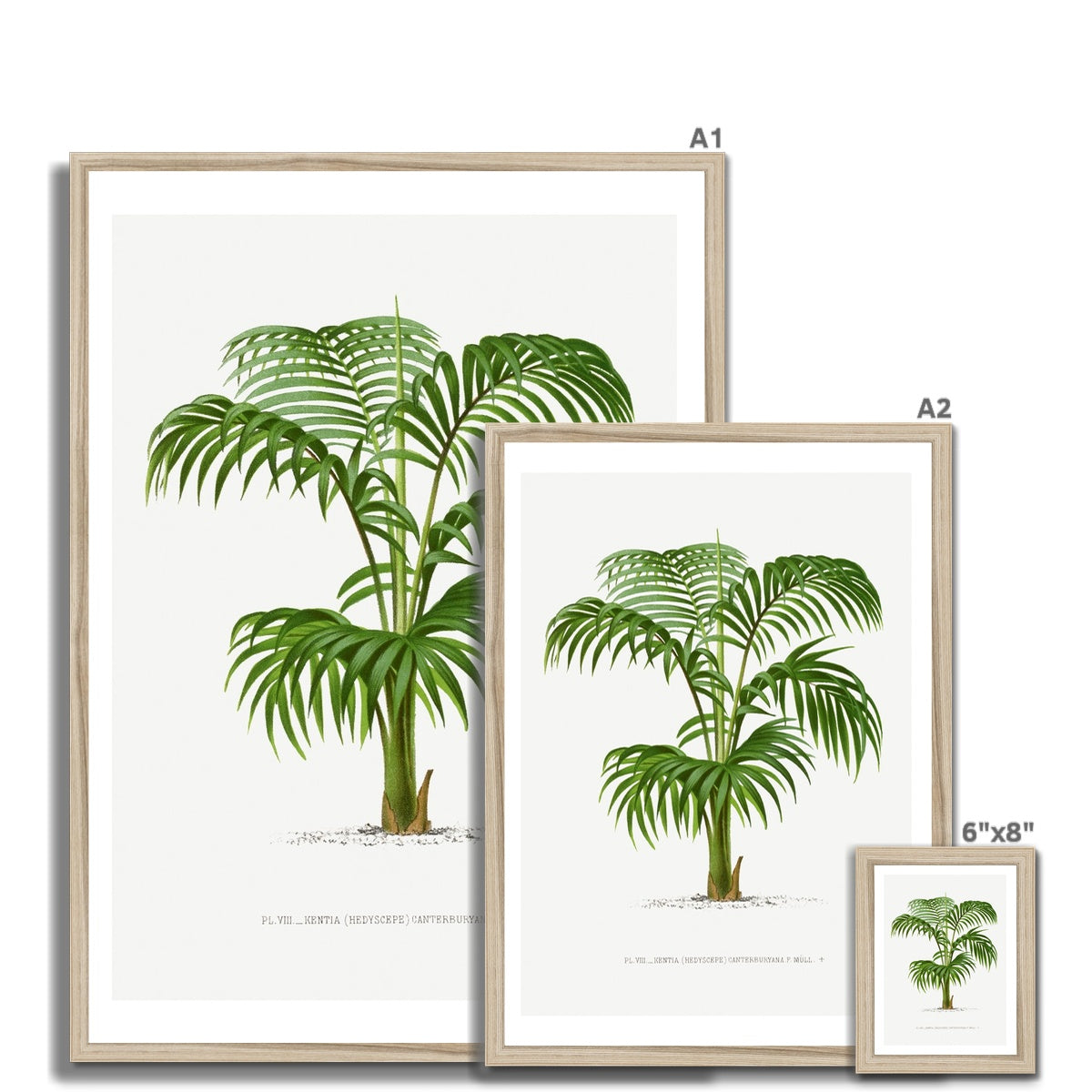 Kentia Palm Tree Print | Vintage Botanical Palm Art Print - Framed