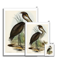 Great Billed Heron  Vintage Bird Art Print - Framed