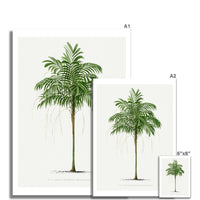 Areca Palm Tree Print | Vintage Palm Tree Art Print - Unframed